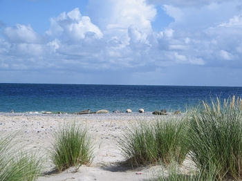 Seehunde am Strand von Helgoland